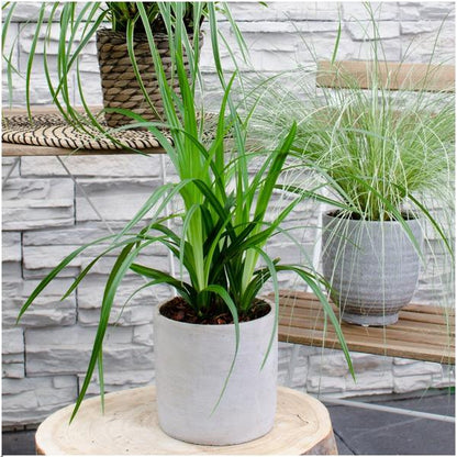 Carex morrowi 'Irish Green' - Ø 14 cm - ↨ 25 cm