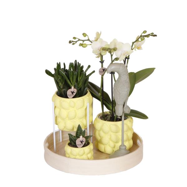 Kolibri Company | Gift set Citrus Plantenset met gele Phalaenopsis Orchidee en Succulenten incl. keramieken sierpotten