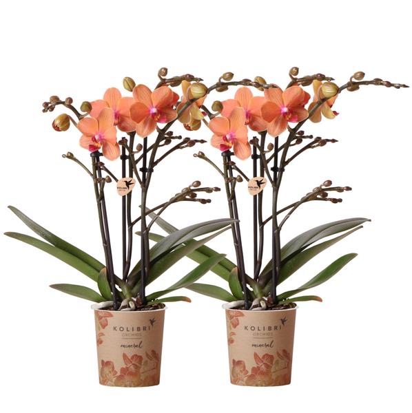 Kolibri Orchids | COMBI DEAL van 2 oranje Phalaenopsis orchideeën - Bolzano - potmaat Ø9cm  bloeiende kamerplant - vers van de kweker