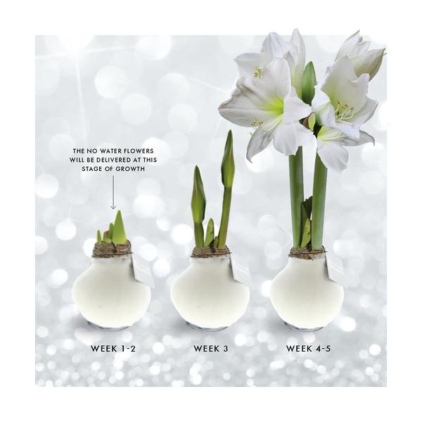 No Water Flowers® (wax amaryllis) | Naturalz Botanical Mix (3 pack) + White flower