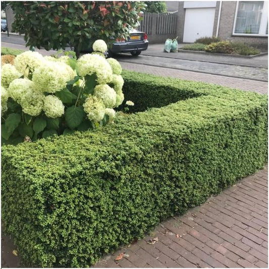 1 meter  Hulst haag - Ilex crenata 'Jenny'® - Set van 6 winterharde haagplanten - Groenblijvende haag - Vers van de kwekerij geleverd