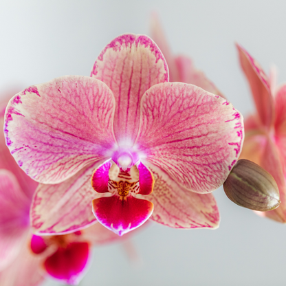 Kolibri Orchids I COMBI DEAL van 2 Phalaenopsis orchideeën - Pirate Picotee - potmaat Ø12cm | bloeiende kamerplant - vers van de kweker