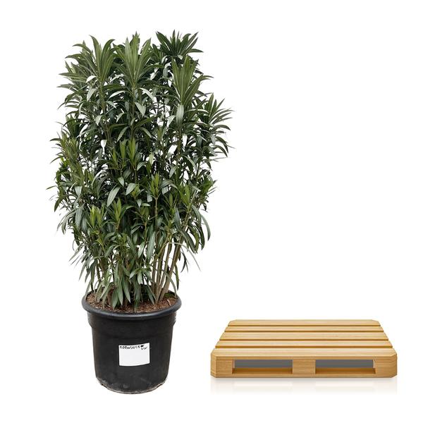 Nerium Oleander struik - 190cm- Ø55