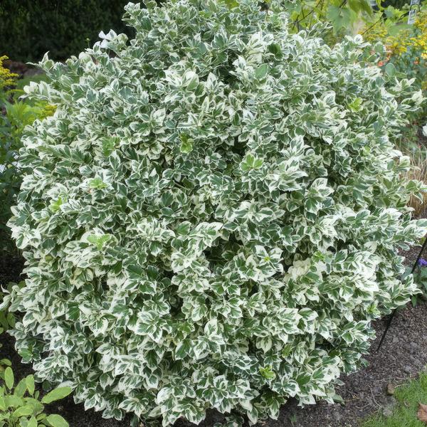 Euonymus 'Emerald 'n Gaity' - ↕10-25cm - Ø9cm - Tuinplanten