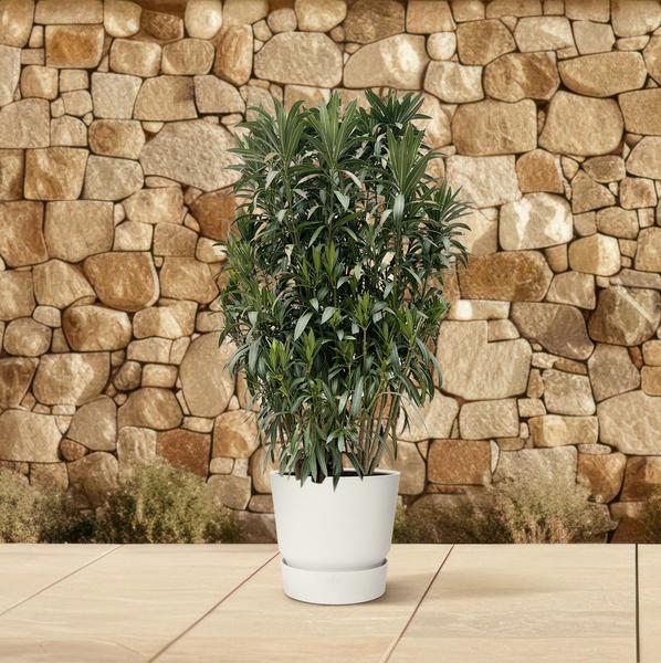 Nerium Oleander struik - 190cm- Ø55