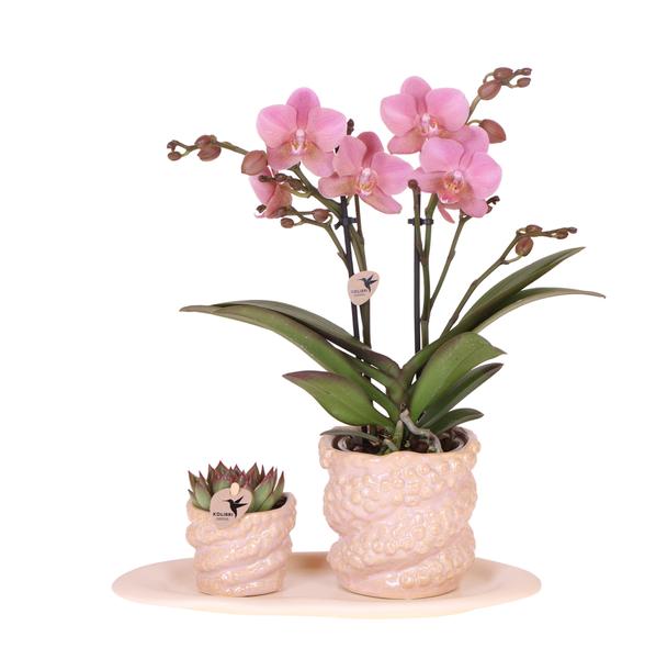 Kolibri Company | Gift set Octopus Pink small | Groene plant met oudroze Phalaenopsis orchidee in Octopus pink sierpotten op wit organisch dienblad