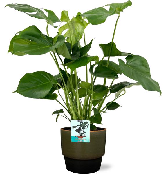 Monstera Deliciosa - Ø19cm - 60cm + Erik Pot D20x18cm - Donker Groen