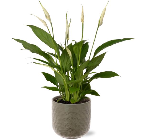 Spathiphyllum Bingo Cupido - Ø12cm - ↕45cm + Aresso Pot D13x12,5cm