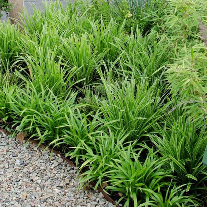 Carex morrowi 'Ice Dance' - Ø 14 cm - ↨ 25 cm