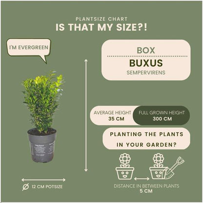 1 meter Buxus Sempervirens haag - ↨ 20 cm - 6 x Ø 12 cm