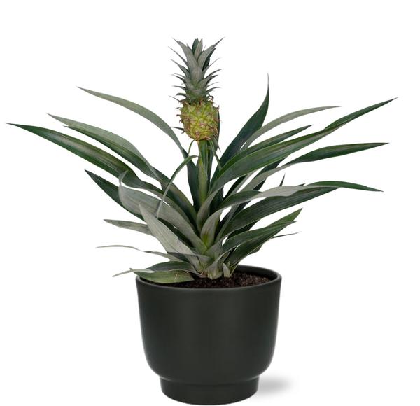 Bromelia Ananas Ø12cm -↕30cm + Pot