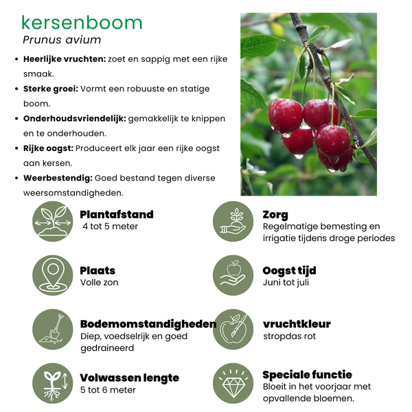 Biologische Fruitbomen set van 4 - Appel, Peer, Kers en Pruim - 4 x Ø 20 cm - ↨ 60 cm