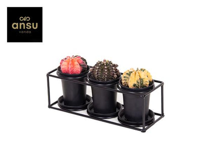 Cactus Trio In Design Frame - Ø25cm - ↕12cm