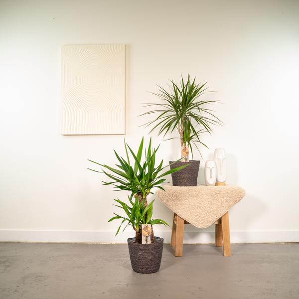 Dracaena ↨70cm - Ø17cm + Yucca ↨90cm - Ø17cm - Kamerplanten - Luchtzuiverende Planten