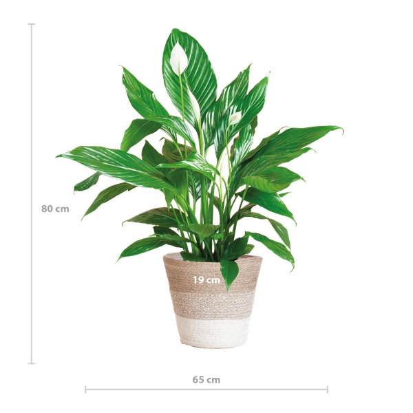 Spathiphyllum (Lepelplant) met Mand - 80cm - Ø21