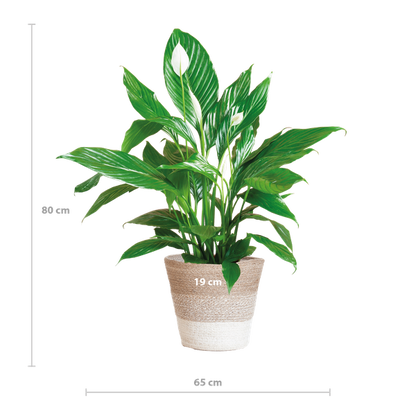 Spathiphyllum (Lepelplant) met Mand - 80cm - Ø21