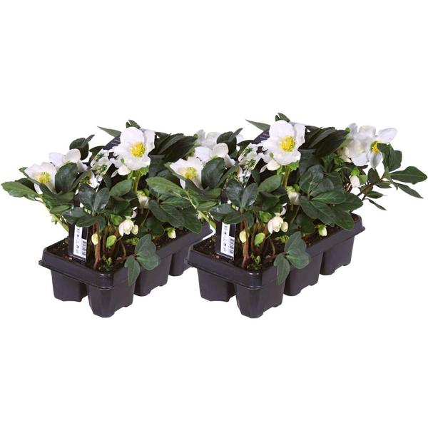 Set van 12/24/48 kerstroos planten | Helleborus niger 'Christmas Carol'