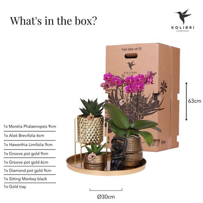 Kolibri Company | Gift set Hotel Chic| Plantenset met paarse Phalaenopsis Orchidee en Succulenten incl. keramieken sierpotten