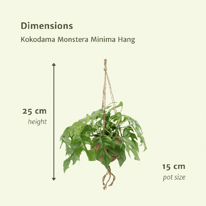 Kokodama Monstera Minima Hang (Gatenplant) - 2 stuks - Ø15cm - ↕25cm