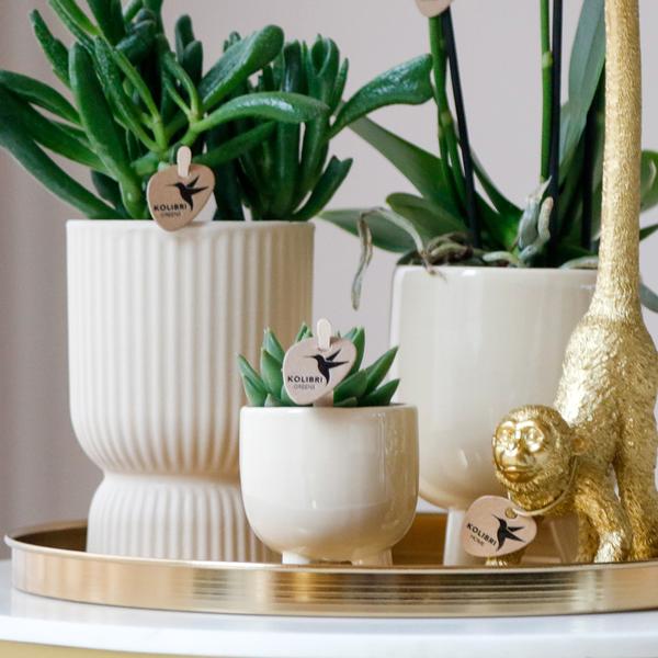 Kolibri Company | Gift set Luxury Living | Plantenset met witte Phalaenopsis Orchidee en Succulenten incl. keramieken sierpotten