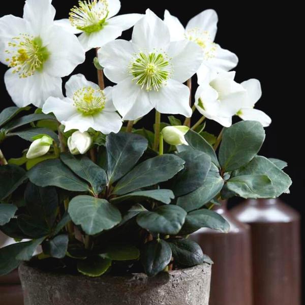 Set van 12/24/48 kerstroos planten | Helleborus niger 'Christmas Carol'