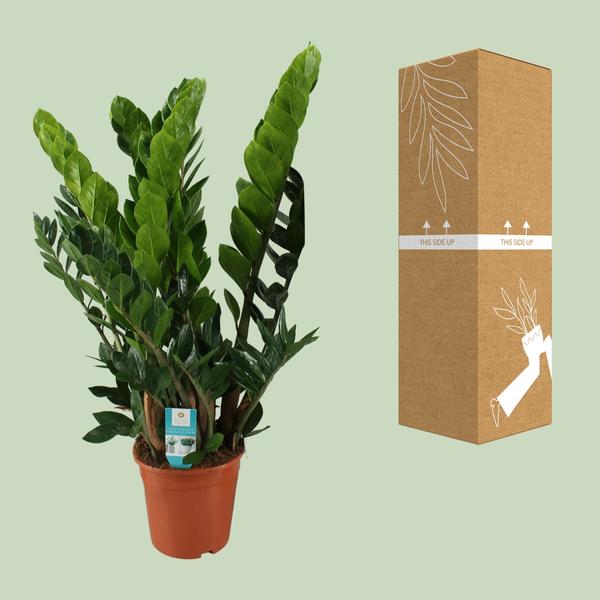 Zamioculcas Zamiifolia - Ø21cm - ↕80cm