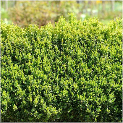 1 meter Buxus Sempervirens haag - ↨ 20 cm - 6 x Ø 12 cm