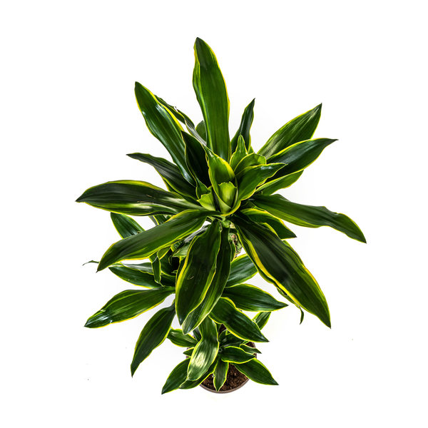 Dracaena Fragrans Golden Coast  - ↕100/140cm