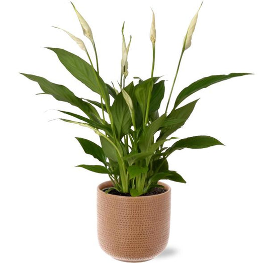 Spathiphyllum Bingo Cupido - Ø12cm - ↕45cm + Aresso Pot D13x12,5cm