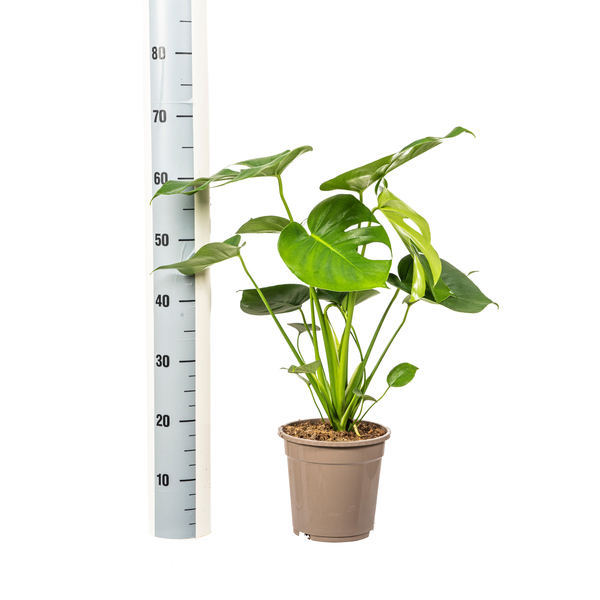 Monstera Deliciosa Tauerii Ø19cm - ↕80cm