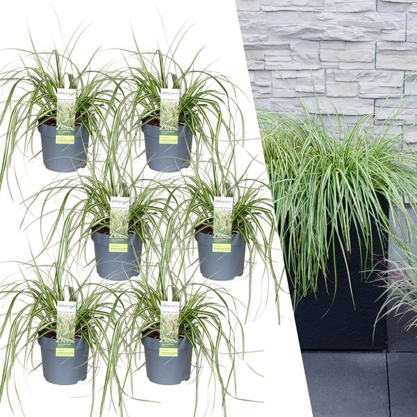 Carex hachijoensis 'Evergold' - Ø 14 cm - ↨ 25 cm