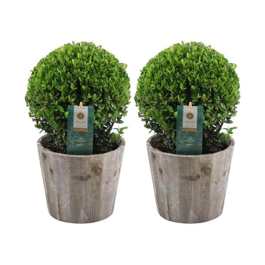 2x Ilex crenata 'Jenny' bol in houten pot | set van 2 stuks | 20 cm Ø - Wintergroene tuinplant