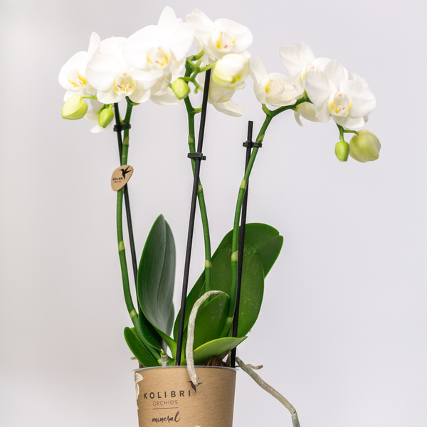 Kolibri Orchids | COMBI DEAL van 2 witte Phalaenopsis orchideeën - Amabilis - potmaat Ø9cm | bloeiende kamerplant - vers van de kweker