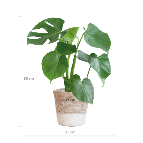 Monstera Deliciosa met Lissabon mand wit  - 50cm - Ø17