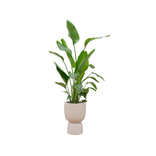 Strelitzia Nicolai inclusief Elho Pure Coupe pot  Ø35 - 200 cm