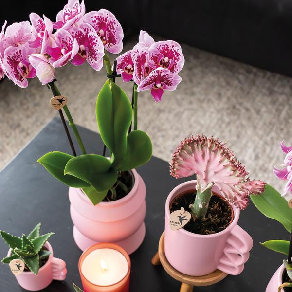 Kolibri Orchids | COMBI DEAL van 2 roze paarse phalaenopsis orchideeën - El Salvador - potmaat Ø9cm | bloeiende kamerplant - vers van de kweker