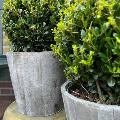 2x Ilex crenata 'Jenny' bol in houten pot | set van 2 stuks | 20 cm Ø - Wintergroene tuinplant