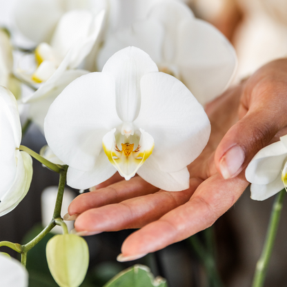 Kolibri Orchids I COMBI DEAL van 2 witte Phalaenopsis orchideeën - potmaat Ø12cm | bloeiende kamerplant - vers van de kweker