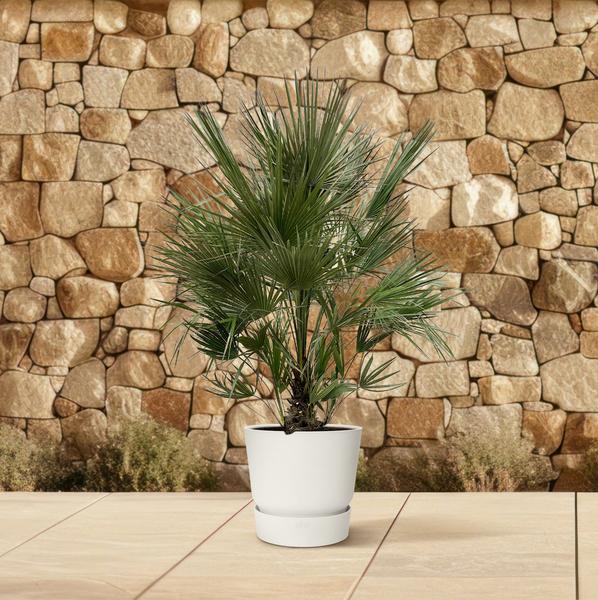 Chamaerops Humilis struik - 200 cm - ø40- dwergpalm