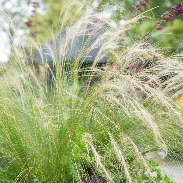 Stipa tenuissima 'Ponytails' - ↕10-25cm - Ø9cm - Siergras- Tuinplanten