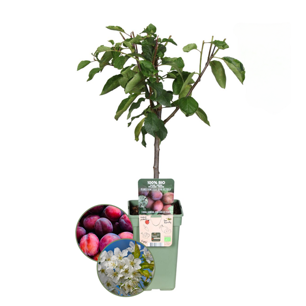 Biologische Pruimenboom Prunus Domestica - 1 x Ø 20 cm - ↨ 60 cm