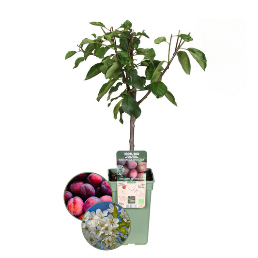 Biologische Pruimenboom Prunus Domestica - 1 x Ø 20 cm - ↨ 60 cm