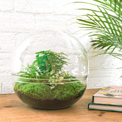 DIY terrarium - Dome XL - ↕ 30 cm - Rake + Shovel + Tweezer + Scissors