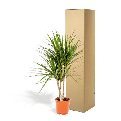 Dracaena Marginata - Ø17cm - ↕90cm / Ø21cm - ↕120cm