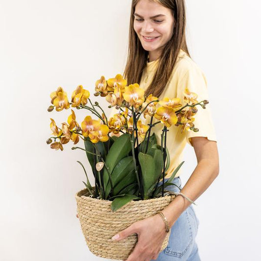 Kolibri Orchids | oranje orchideeënset in Reed Basket incl. waterreservoir | drie oranje orchideeën Las Vegas 12cm | Mono Bouquet oranje met zelfvoorzienend waterreservoir.