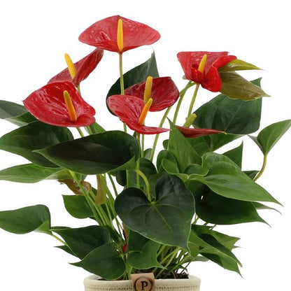 Anthurium andreanum Diamond Red incl. PURE mand - 45cm - Ø12