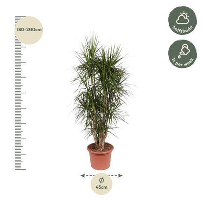 Dracaena Marginata vertakt - 190 cm - ø35