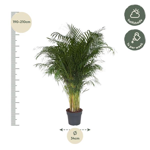 Dypsis Lutescens - 200 cm - ø34 - Grote kamerplant - luchtzuiverende plant