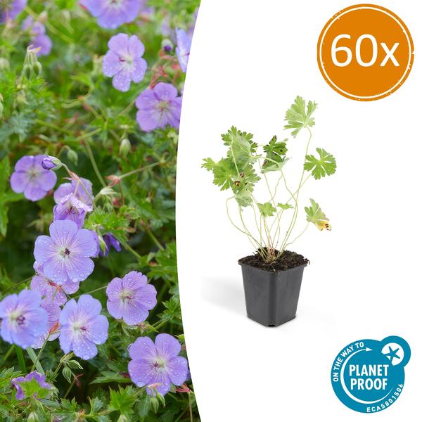 Geranium Rozanne - ↕10-25cm - Ø9cm - Tuinplanten