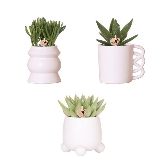 Kolibri Greens | Planten set - met 3 succulenten mix - incl. keramieken sierpotten | potmaat Ø9cm